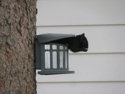 A Gradual Wakening to Spring Image